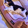 dog, puppy, sleeping, pet_bed, pink, cozy, indoor, fur, small_dog, resting, cute, animal, canine, relaxed, soft, comfort, paw, bed, napping, adorable