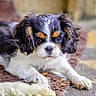 Violette a rejoint le concours — aidez-le/la à gagner de superbes lots ! puppy, dog, tricolor, fluffy, cute, pet, animal, portrait, young, laying, paws, fur, indoors, closeup, expression, face, relaxed, mat, brown, white