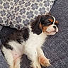 puppy, sleeping, dog, couch, pillow, patterned_pillow, fur, pet, cozy, indoor, resting, cute, small_dog, relaxed, animal, domestic_animal, companion, living_room, nap, fluffy