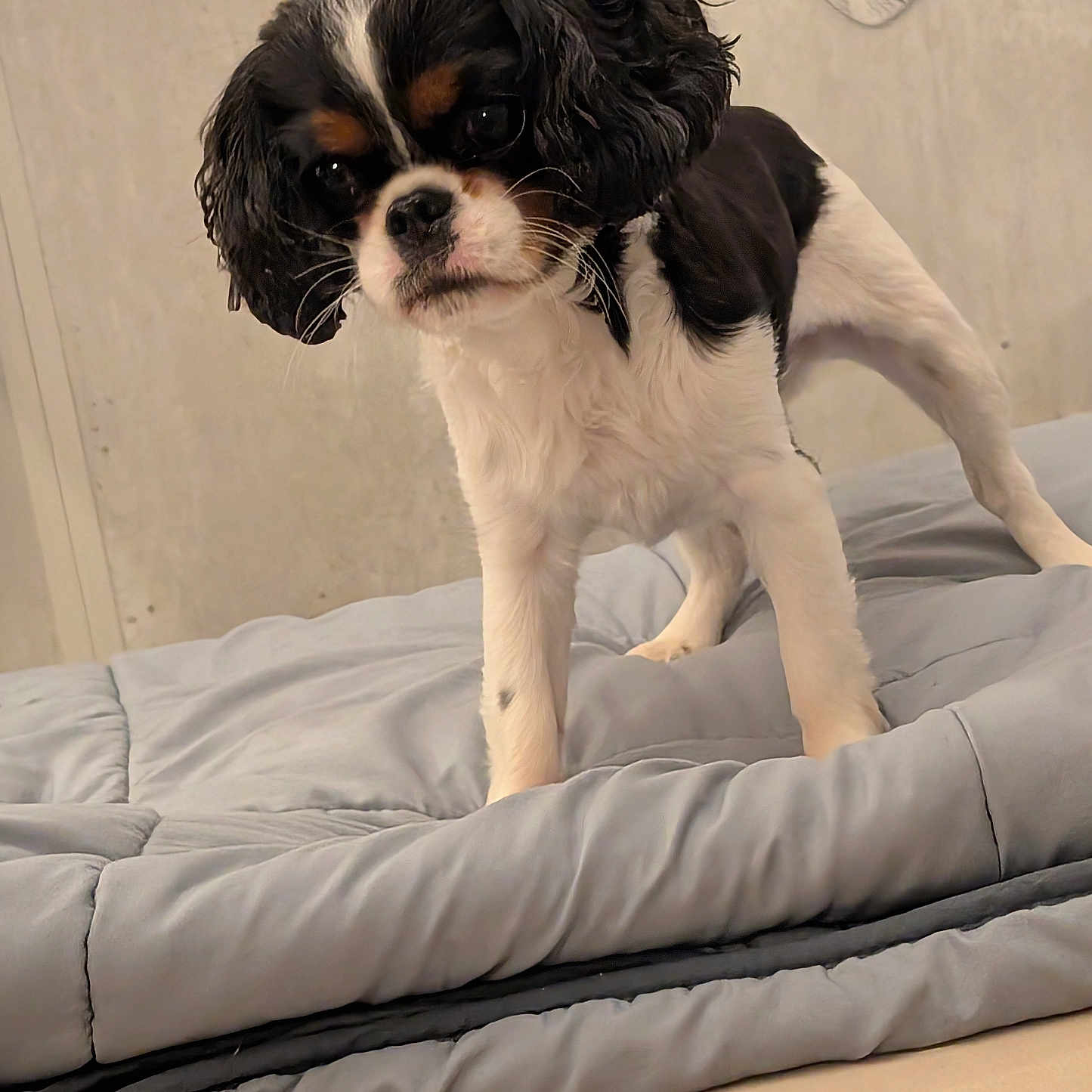 Violette participe au concours pour gagner de l'argent avec cette photo : puppy, dog, bed, blanket, comforter, indoor, pet, fur, black, white, brown, cute, young, animal, canine, curious, head_tilt, lying_down, soft, domestic