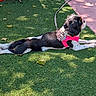 Violette participe au concours pour gagner de l'argent avec cette photo : dog, black_and_white, pink_harness, flower_decoration, leash, artificial_grass, outdoor, sunlight, shadow, relaxed, side_view, pet, canine, paws, fur, laying_down, nature, leaves, daytime, cute