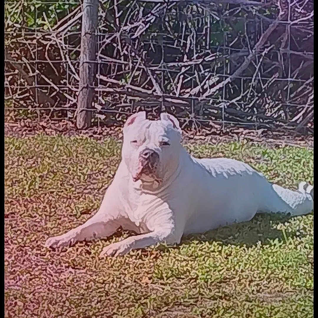 Diesel