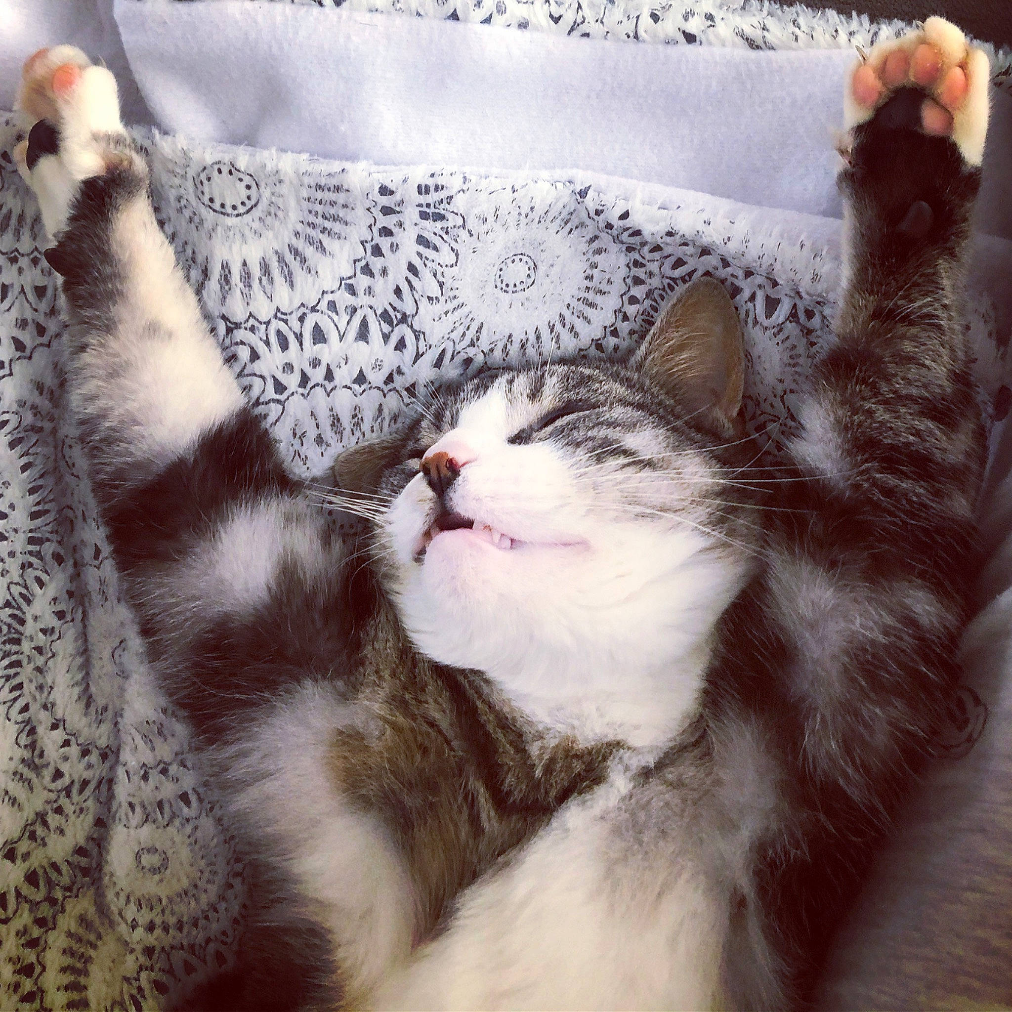 Anatol participe au concours pour gagner de l'argent avec cette photo : bedding, carnivore, cat, comfort, couch, domestic_short_haired_cat, eye, felidae, fur, grey, linens, mammal, paw, pillow, small_to_medium_sized_cats, snout, tail, textile, vertebrate, whiskers