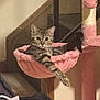 cat, tabby, cat_tree, pink, hammock, indoor, relaxed, paw, furniture, pet, lounging, cozy, striped, animal, mammal, house, staircase, domestic, cute, resting