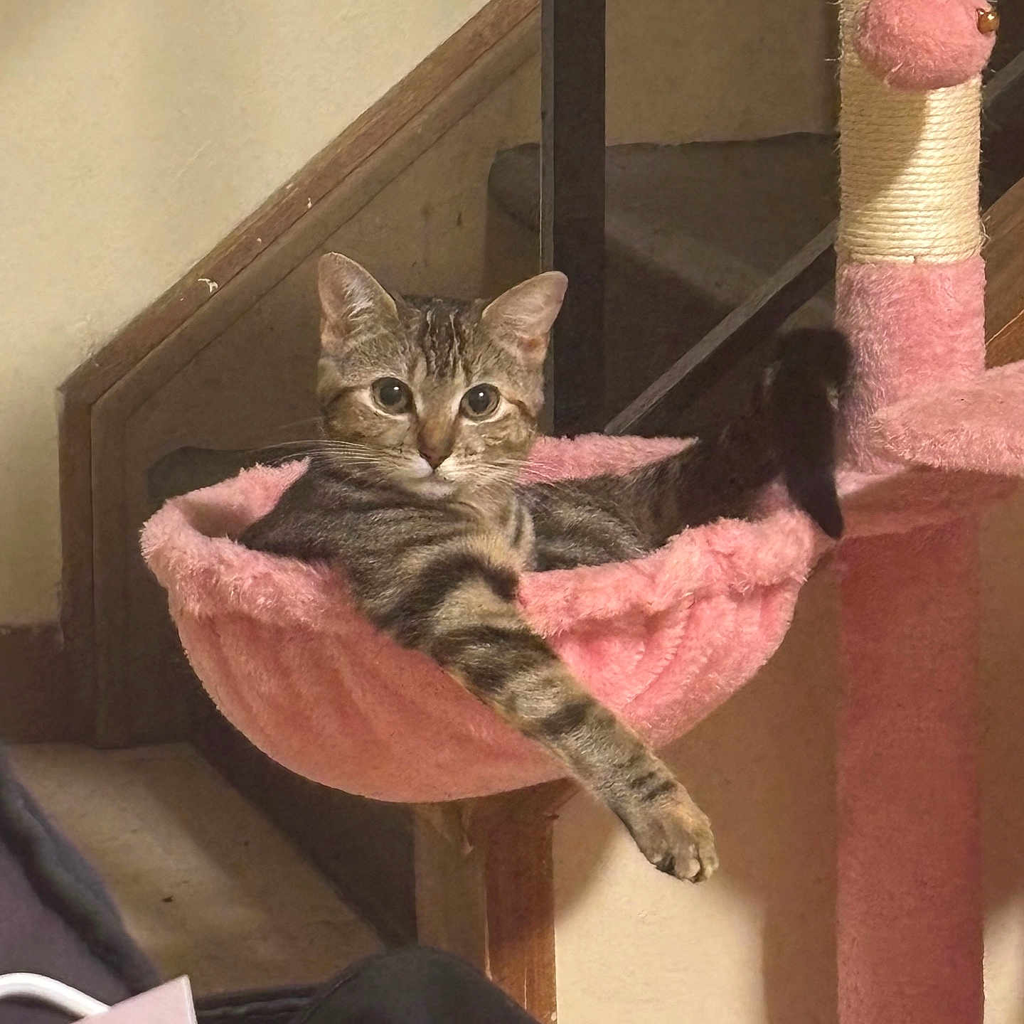 Crazy Kitty