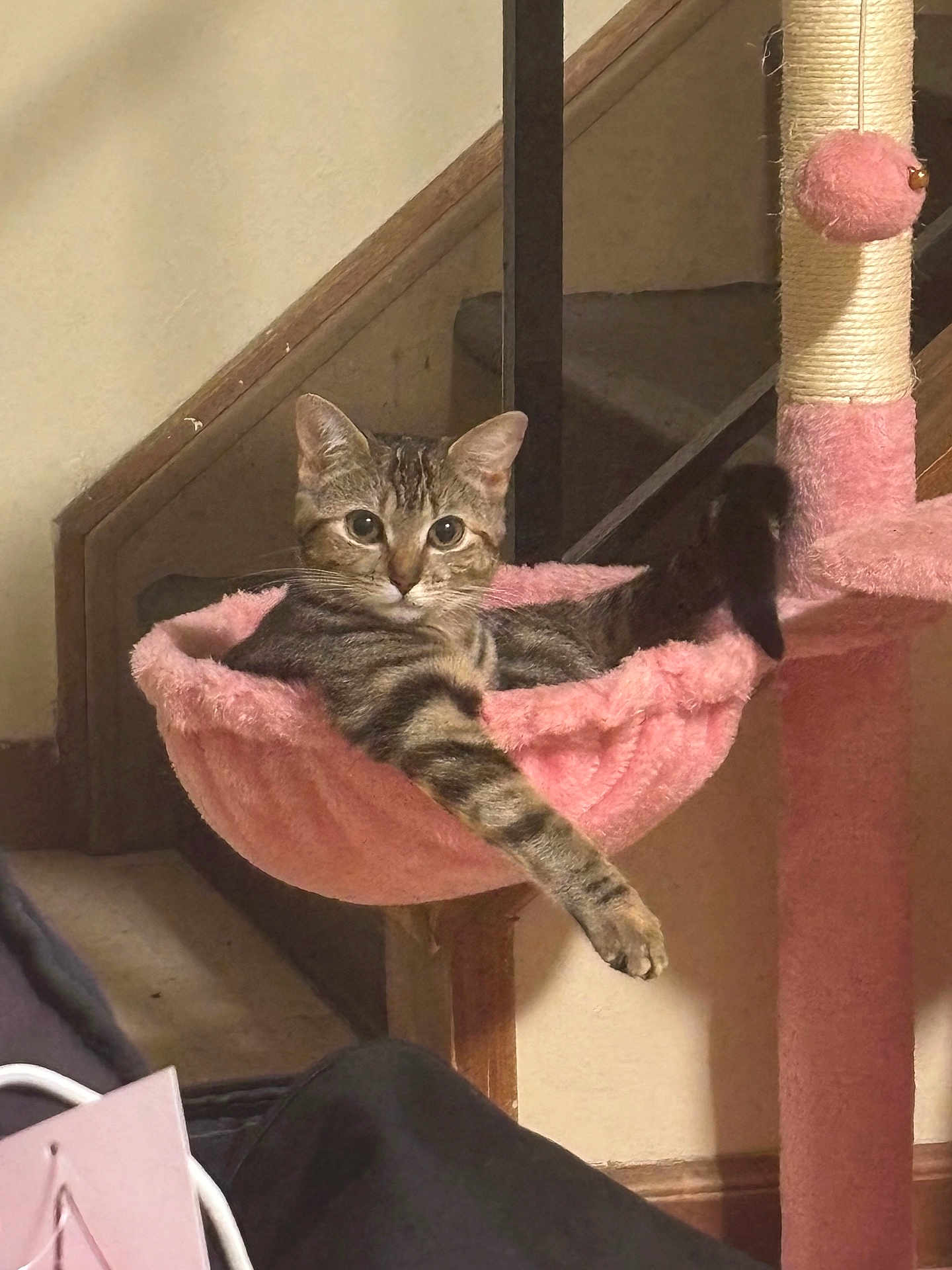 Crazy Kitty joined the competition — help win amazing prizes! cat, tabby, cat_tree, pink, hammock, indoor, relaxed, paw, furniture, pet, lounging, cozy, striped, animal, mammal, house, staircase, domestic, cute, resting
