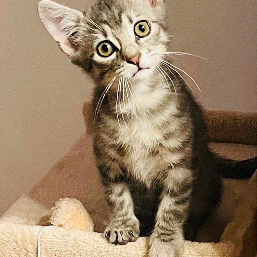 Oreo a rejoint le concours — aidez-le/la à gagner de superbes lots ! abyssinian, angora, animal, cat, chair, egyptiancat, furniture, kitten, manx, pet, siamese, wood