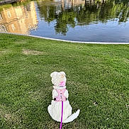 Layla is registered to the contest to win money with this photo: dog, white_dog, pink_harness, leash, grass, pond, water, reflection, trees, outdoor, nature, calm, pet, animal, sitting, daytime, greenery, landscape, park, quiet