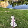 dog, white_dog, pink_harness, leash, grass, pond, water, reflection, trees, outdoor, nature, calm, pet, animal, sitting, daytime, greenery, landscape, park, quiet