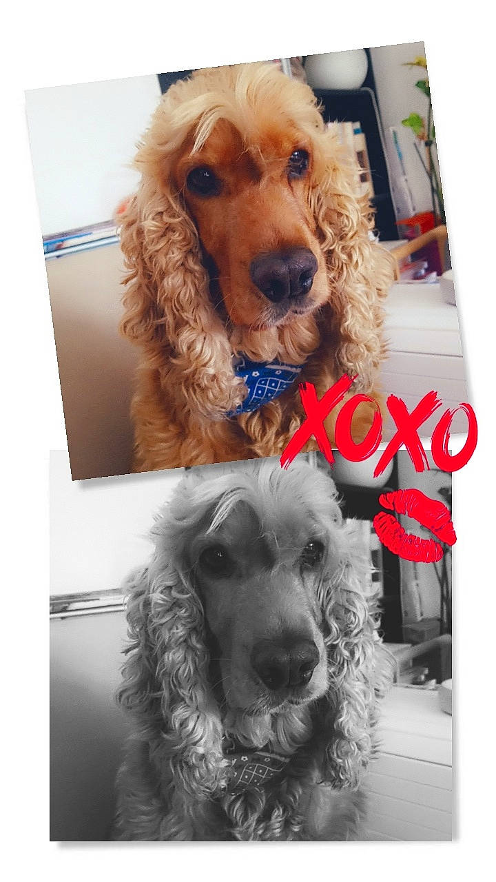 Gibbs participe au concours pour gagner de l'argent avec cette photo : american_cocker_spaniel, canidae, carnivore, cocker_spaniel, companion_dog, dog, dog_breed, english_cocker_spaniel, fawn, field_spaniel, german_spaniel, mammal, rare_breed_dog, snout, spaniel, sporting_group, sussex_spaniel, vertebrate