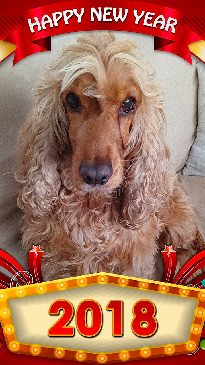 Gibbs participe au concours pour gagner de l'argent avec cette photo : american_cocker_spaniel, canidae, carnivore, cocker_spaniel, companion_dog, dog, dog_breed, english_cocker_spaniel, field_spaniel, mammal, rare_breed_dog, snout, spaniel, sporting_group, sussex_spaniel, vertebrate