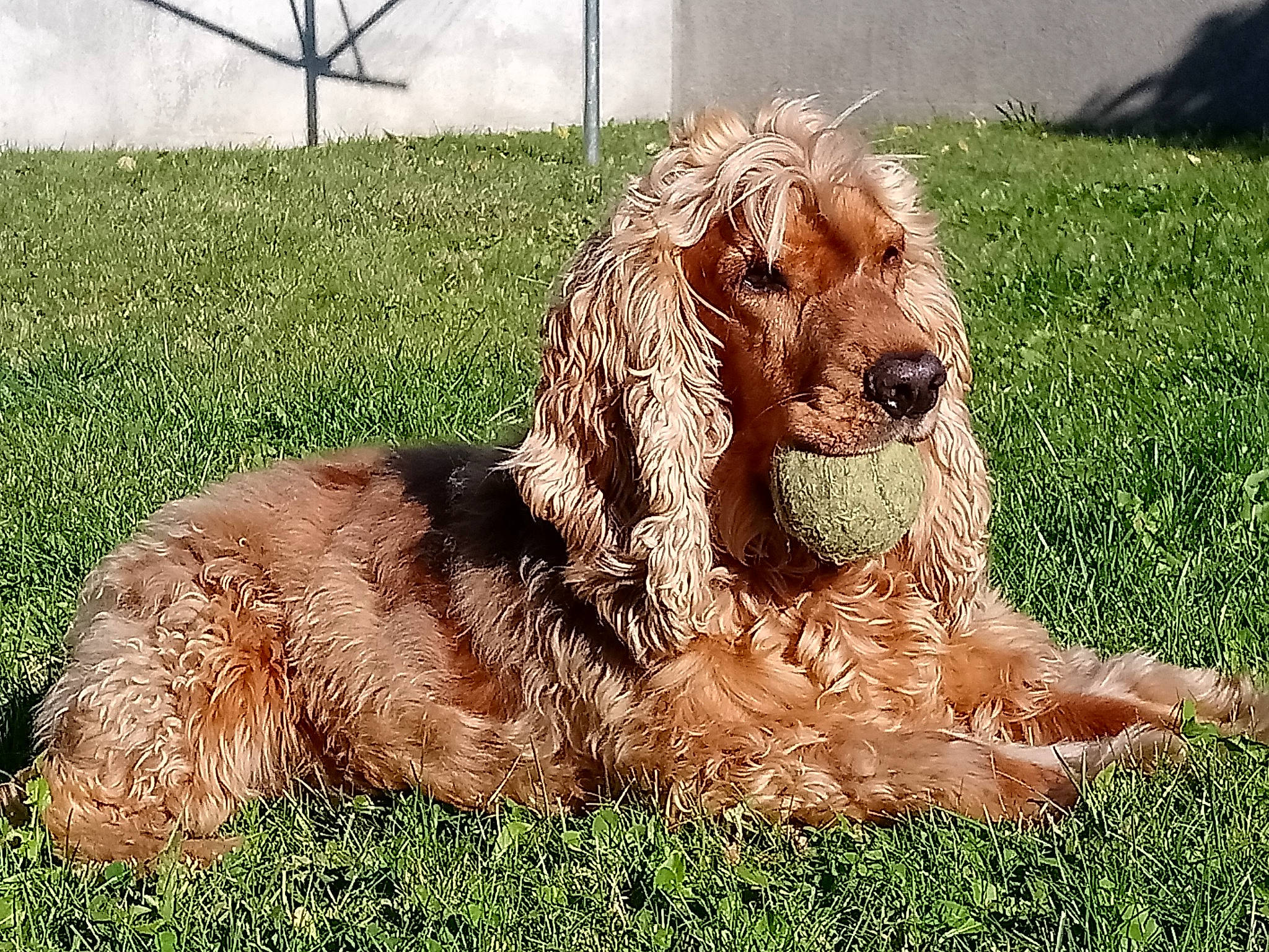 Gibbs a rejoint le concours — aidez-le/la à gagner de superbes lots ! american_cocker_spaniel, canidae, carnivore, cocker_spaniel, companion_dog, dog, dog_breed, english_cocker_spaniel, field_spaniel, mammal, rare_breed_dog, spaniel, sporting_group, vertebrate