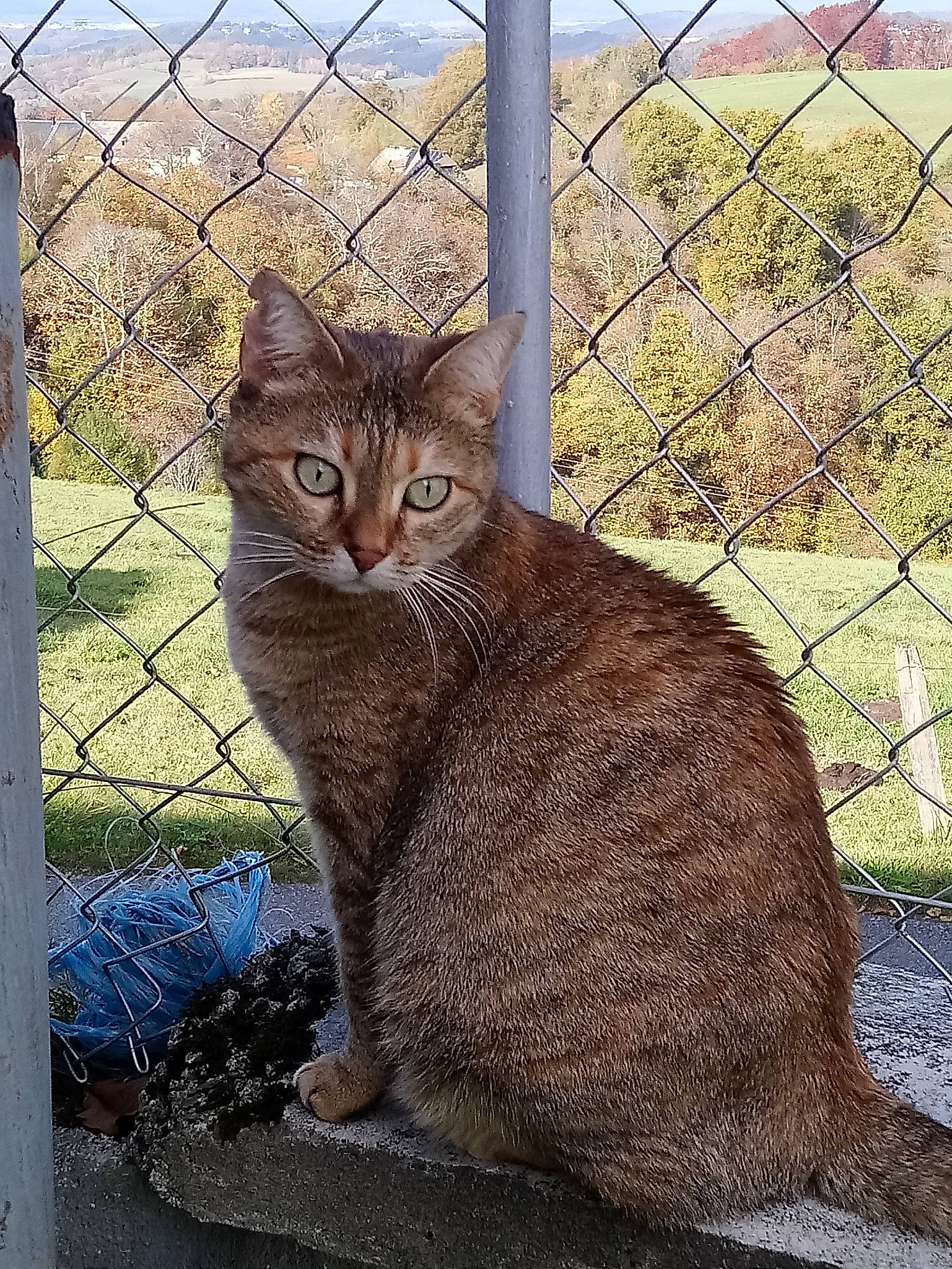 Mimine participe au concours pour gagner de l'argent avec cette photo : aegean_cat, asian, carnivore, cat, chausie, domestic_short_haired_cat, european_shorthair, fawn, felidae, german_rex, mammal, ocicat, rusty_spotted_cat, small_to_medium_sized_cats, tabby_cat, tail, tree, vertebrate, whiskers, wild_cat