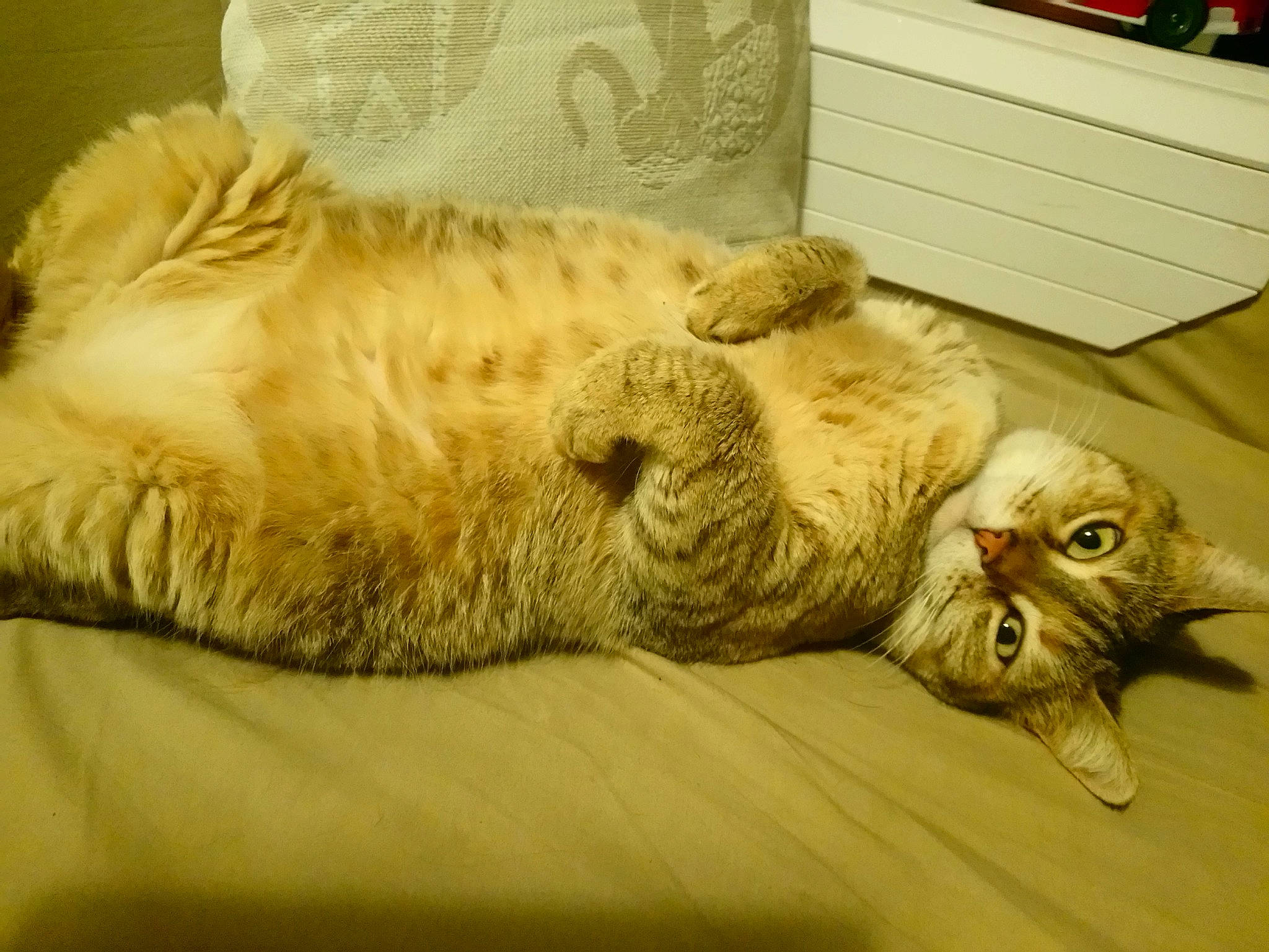 Mimine participe au concours pour gagner de l'argent avec cette photo : british_longhair, british_semi_longhair, carnivore, cat, domestic_long_haired_cat, european_shorthair, fawn, felidae, fur, mammal, norwegian_forest_cat, pixie_bob, ragamuffin, selkirk_rex, small_to_medium_sized_cats, tabby_cat, whiskers