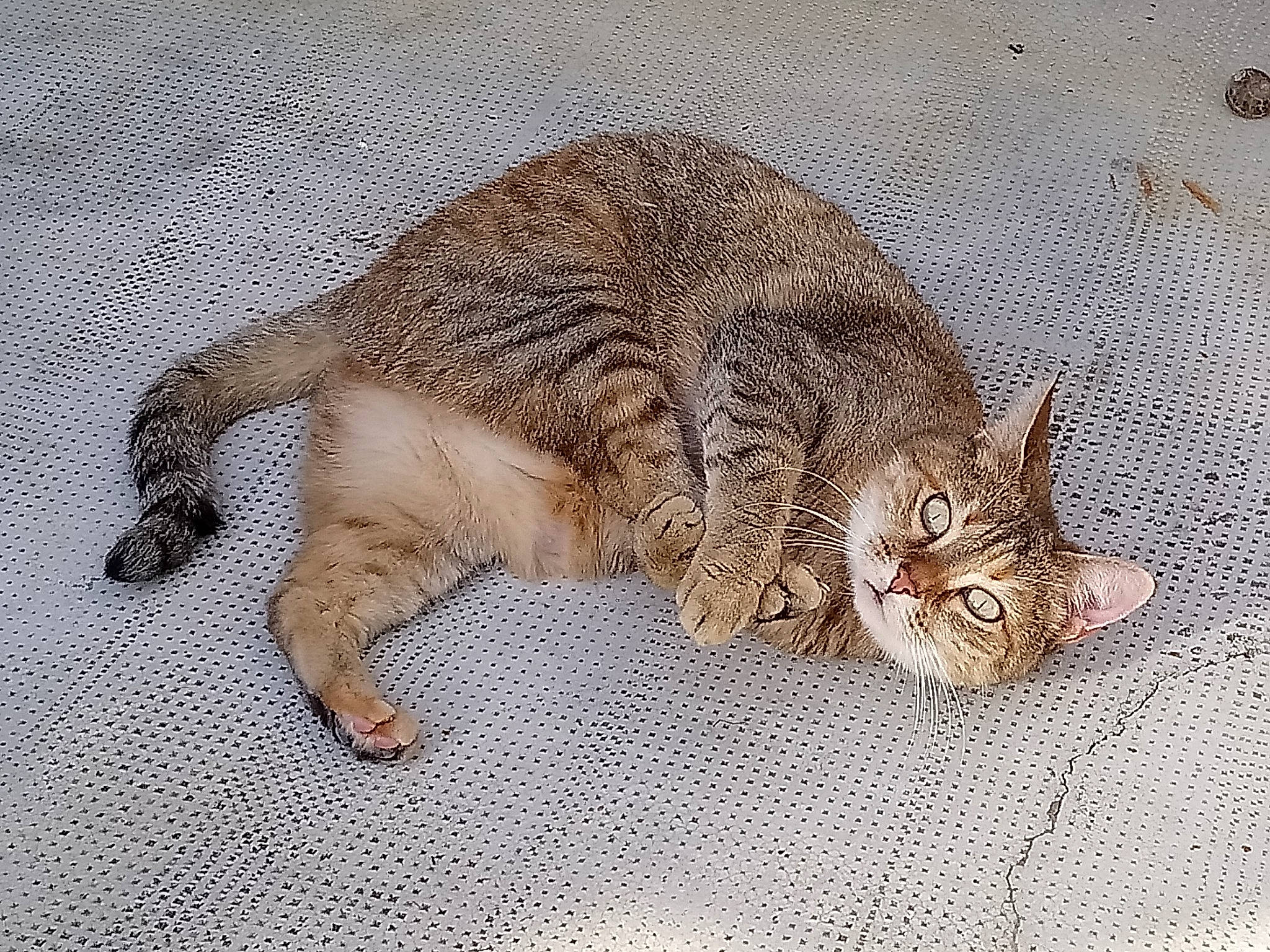 Mimine a rejoint le concours — aidez-le/la à gagner de superbes lots ! asian, carnivore, cat, claw, domestic_short_haired_cat, dragon_li, european_shorthair, fawn, felidae, fur, kitten, mammal, pixie_bob, small_to_medium_sized_cats, tabby_cat, tail, whiskers, wild_cat