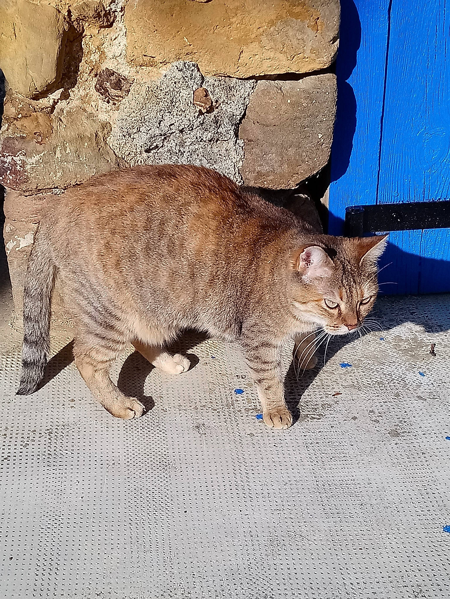 Mimine a rejoint le concours — aidez-le/la à gagner de superbes lots ! aegean_cat, arabian_mau, asian, bobcat, carnivore, cat, domestic_short_haired_cat, dragon_li, european_shorthair, felidae, german_rex, mammal, ocicat, pixie_bob, small_to_medium_sized_cats, tabby_cat, tail, vertebrate, whiskers, wild_cat