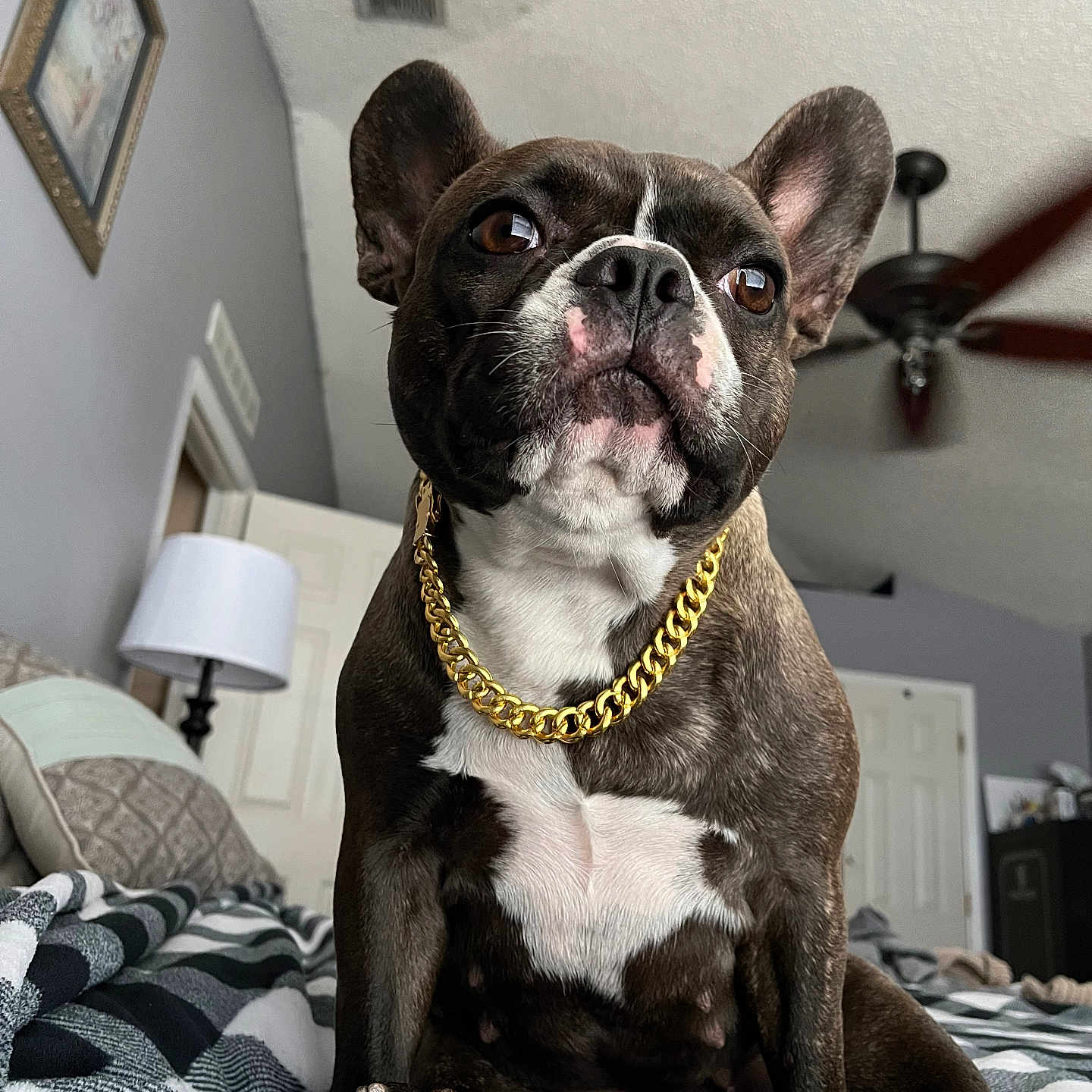 Chanel is registered to the contest to win money with this photo: animal, appliance, bed, bedroom, bulldog, canine, ceilingfan, couch, device, dog, electricaldevice, frenchbulldog, furniture, indoors, interiordesign, lamp, pet, puppy, room, tablelamp