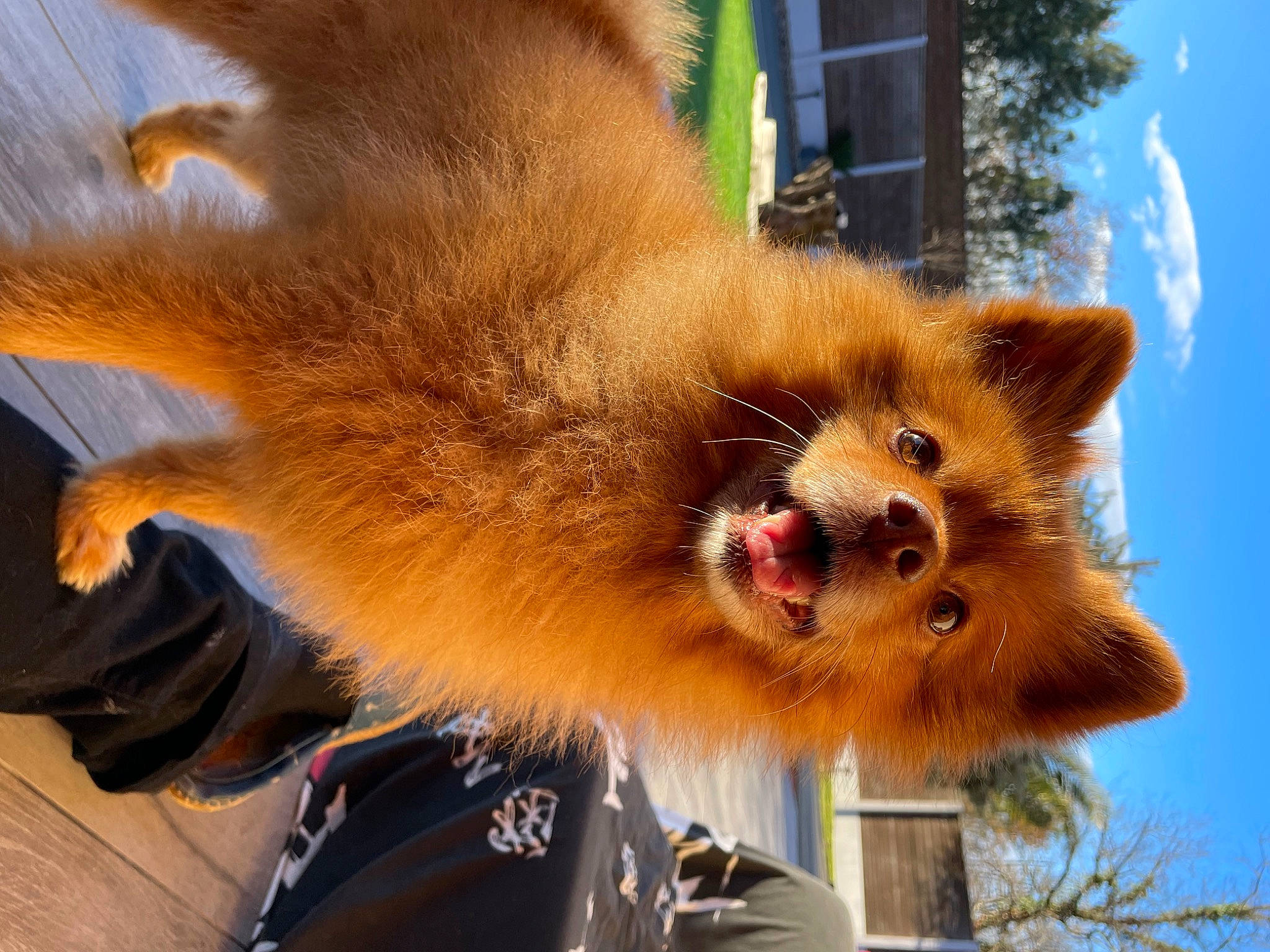 Lynch participe au concours pour gagner de l'argent avec cette photo : canidae, carnivore, claw, fawn, fur, kinkajou, sky, snout, spitz, tail, terrestrial_animal, tree, whiskers, wildlife