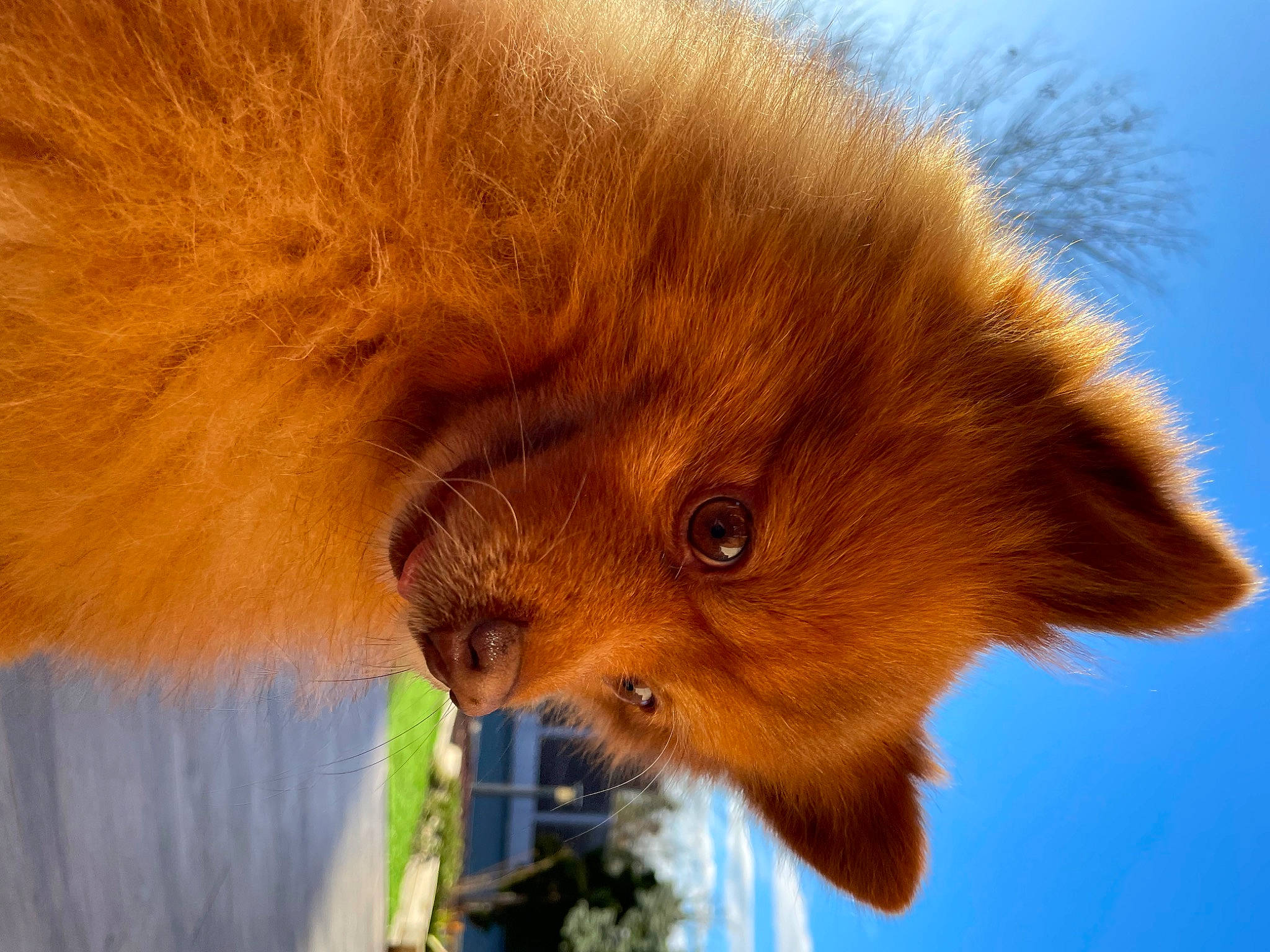 Lynch participe au concours pour gagner de l'argent avec cette photo : canidae, carnivore, claw, eye, fawn, felidae, flowerpot, fur, liver, plant, rodent, sky, small_to_medium_sized_cats, snout, tail, terrestrial_animal, whiskers, wildlife, window