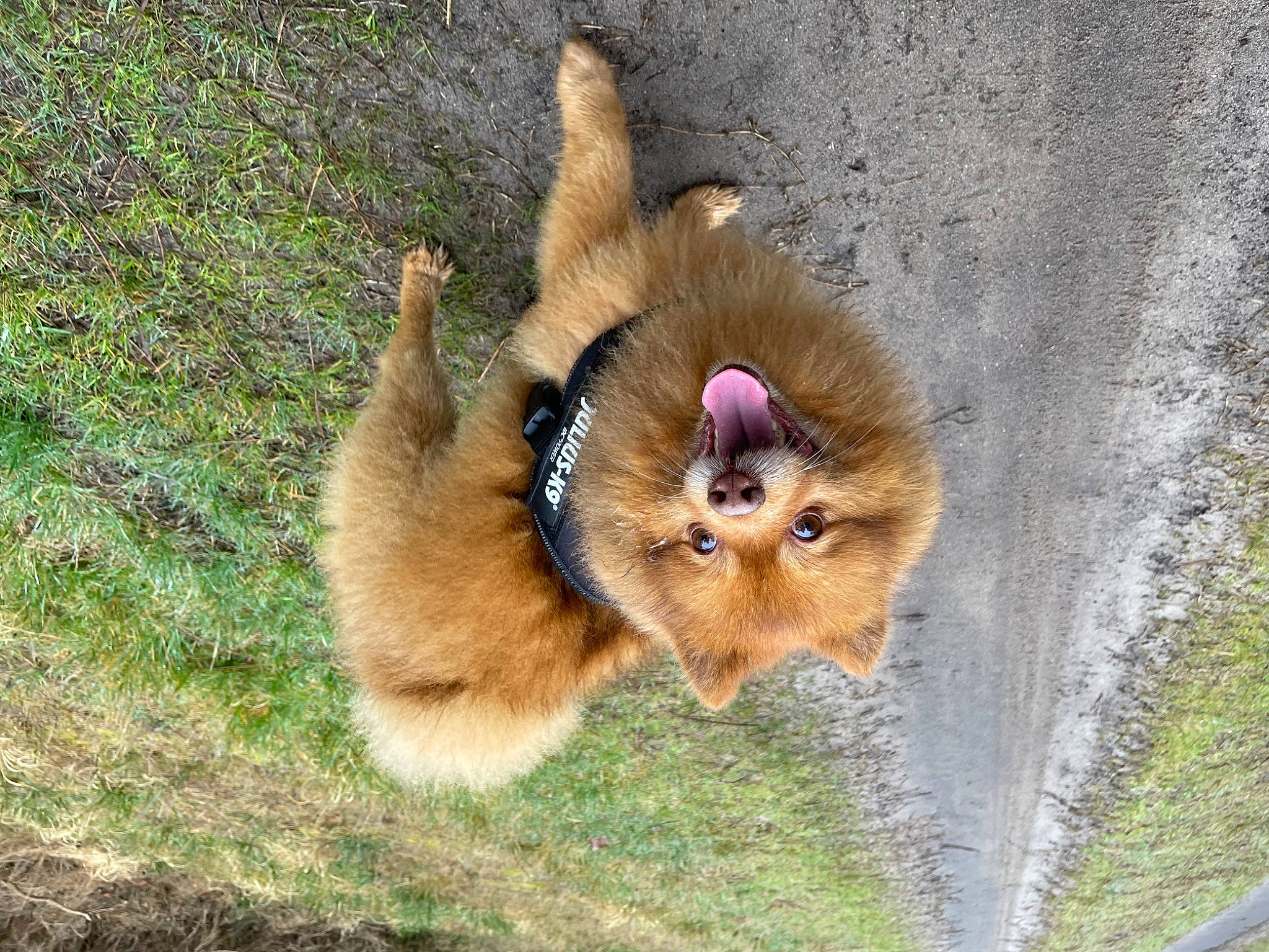 Lynch a rejoint le concours — aidez-le/la à gagner de superbes lots ! big_cats, canidae, canis, carnivore, companion_dog, dog, dog_breed, fawn, felidae, fur, german_spitz, german_spitz_klein, german_spitz_mittel, grass, snout, spitz, sporting_group, tail, terrestrial_animal, whiskers