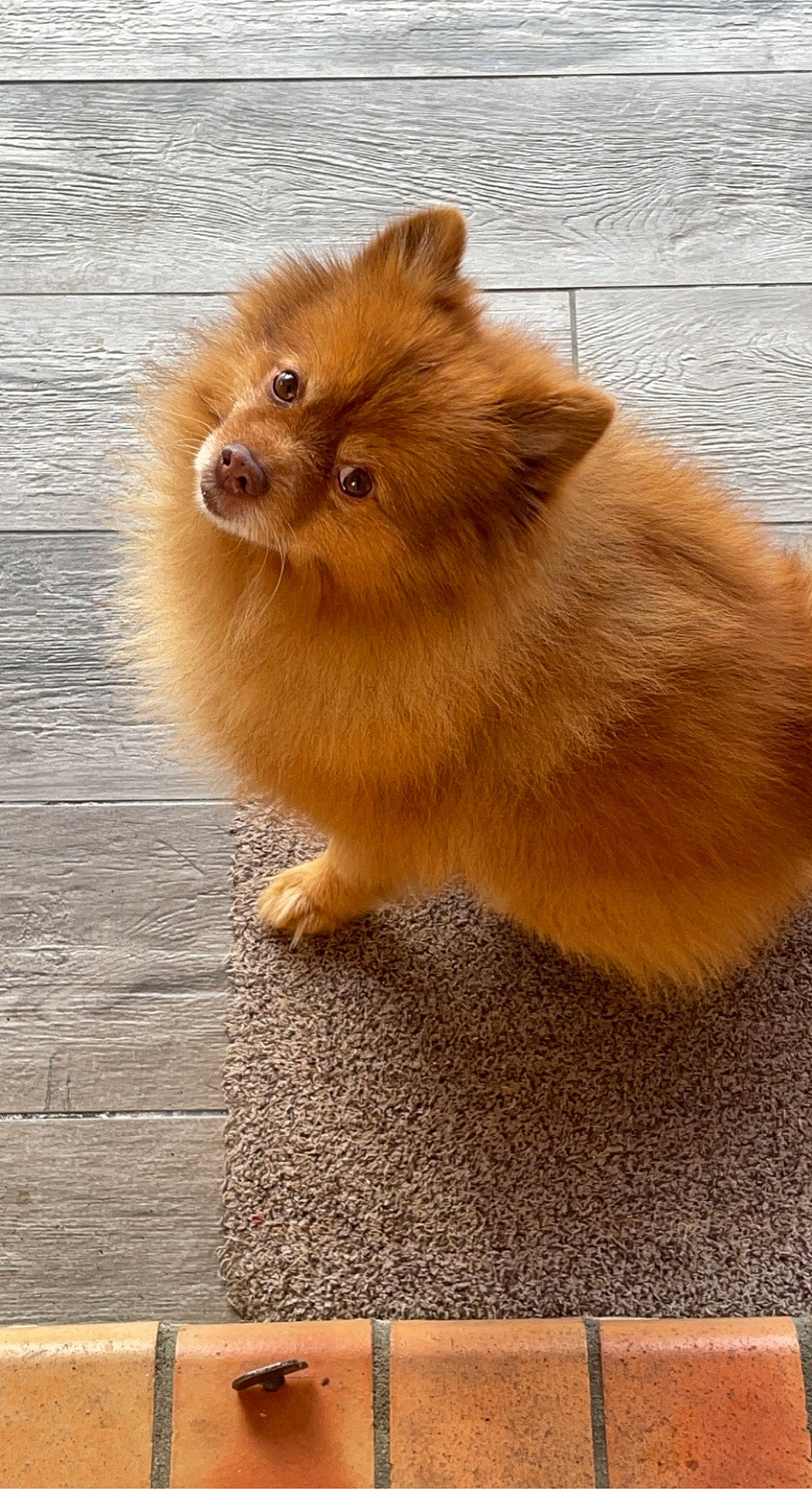 Lynch a rejoint le concours — aidez-le/la à gagner de superbes lots ! ancient_dog_breeds, canidae, carnivore, companion_dog, dog, dog_breed, fawn, flooring, fur, non_sporting_group, rectangle, snout, spitz, tail, terrestrial_animal, tile_flooring, whiskers, wood, working_animal