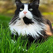 Benny joined the competition — help win amazing prizes! cat, black_and_white, fluffy, grass, outdoor, animal, pet, nature, close_up, fur, whiskers, green, relaxed, mammal, portrait, cute, feline, lying_down, soft_focus, daylight