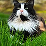 cat, black_and_white, fluffy, grass, outdoor, animal, pet, nature, close_up, fur, whiskers, green, relaxed, mammal, portrait, cute, feline, lying_down, soft_focus, daylight