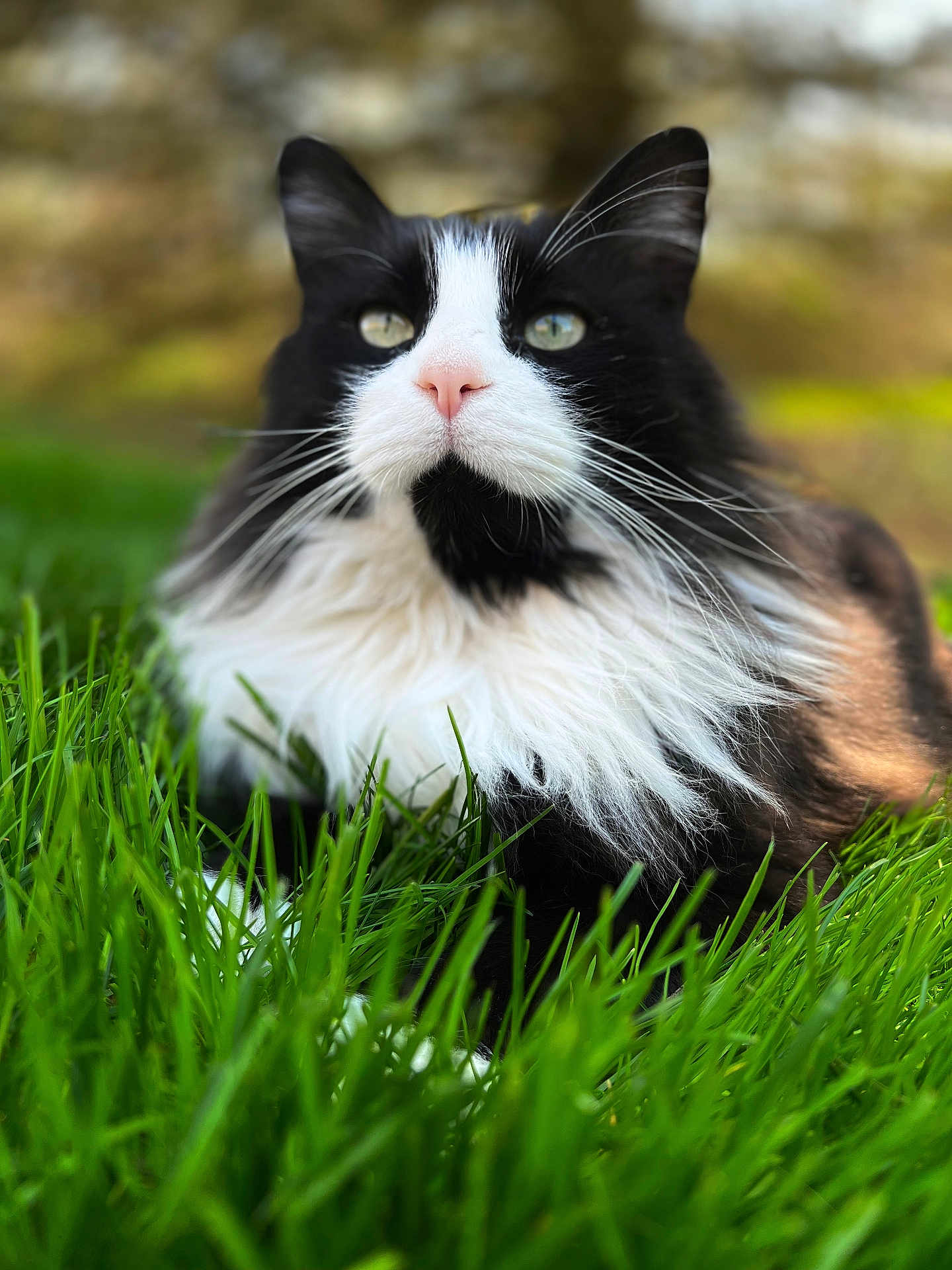 Benny joined the competition — help win amazing prizes! cat, black_and_white, fluffy, grass, outdoor, animal, pet, nature, close_up, fur, whiskers, green, relaxed, mammal, portrait, cute, feline, lying_down, soft_focus, daylight