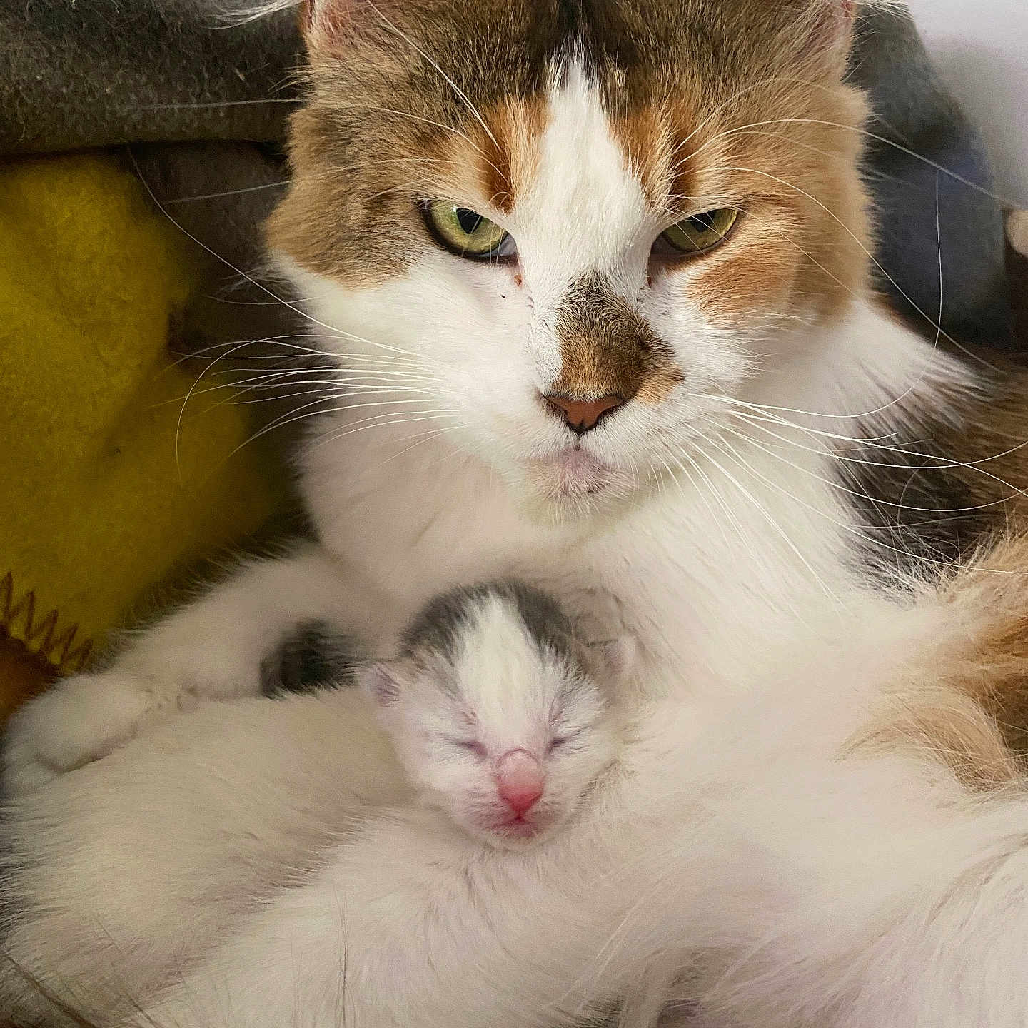 Kouzia a rejoint le concours — aidez-le/la à gagner de superbes lots ! animal, cat, closeup, cute, domestic_cat, eyes, face, fur, indoor, kitten, mother_cat, nestled, newborn, pet, protective, resting, sleeping, soft, warm, whiskers
