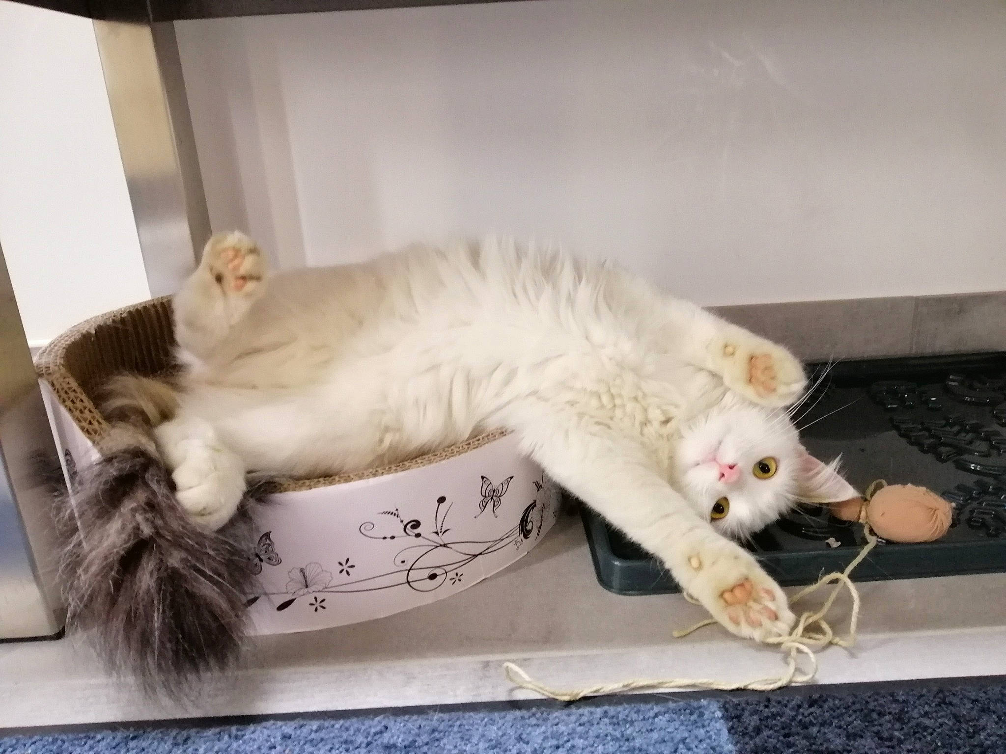 Plumo participe au concours pour gagner de l'argent avec cette photo : aegean_cat, american_curl, asian, burmilla, carnivore, cat, domestic_short_haired_cat, european_shorthair, felidae, fur, khao_manee, kitten, nap, paw, small_to_medium_sized_cats, tail, turkish_angora, turkish_van, whiskers