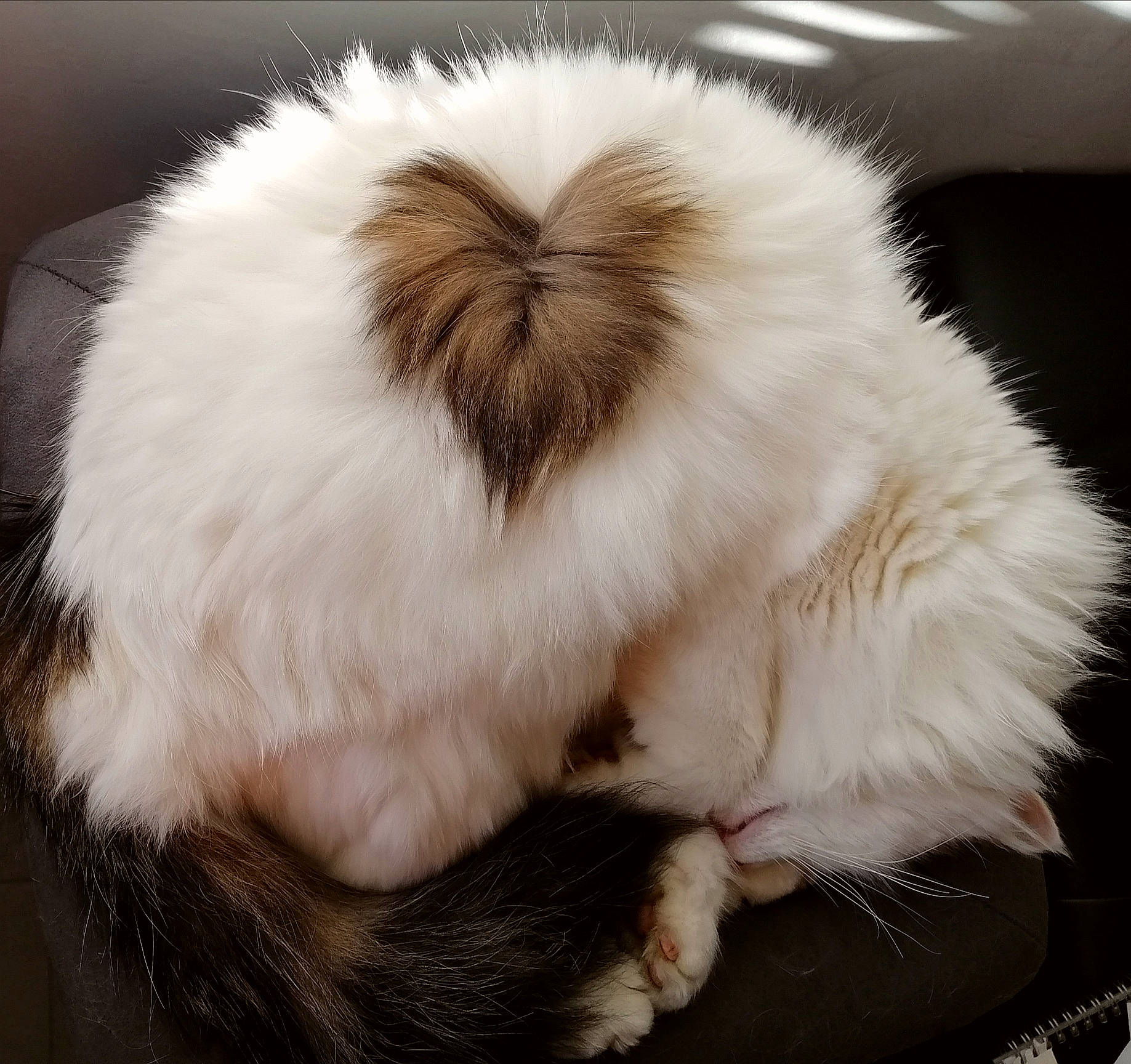 Plumo participe au concours pour gagner de l'argent avec cette photo : cat, ear, fur, fur_clothing, headgear, skin, tail, textile, whiskers