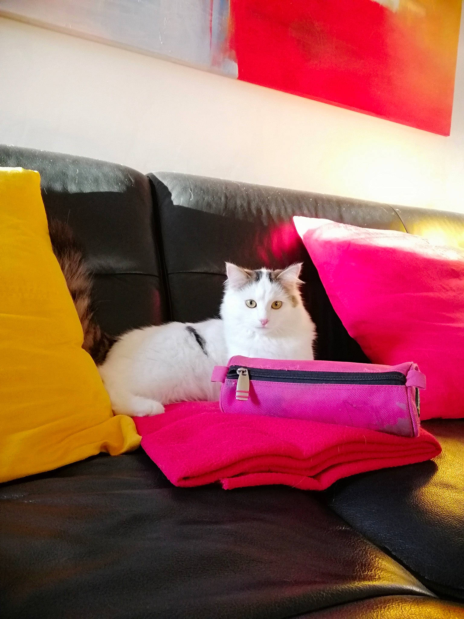 Plumo participe au concours pour gagner de l'argent avec cette photo : bed_sheet, carnivore, cat, comfort, couch, cushion, felidae, furniture, interior_design, kitten, magenta, pillow, pink, red, room, small_to_medium_sized_cats, whiskers