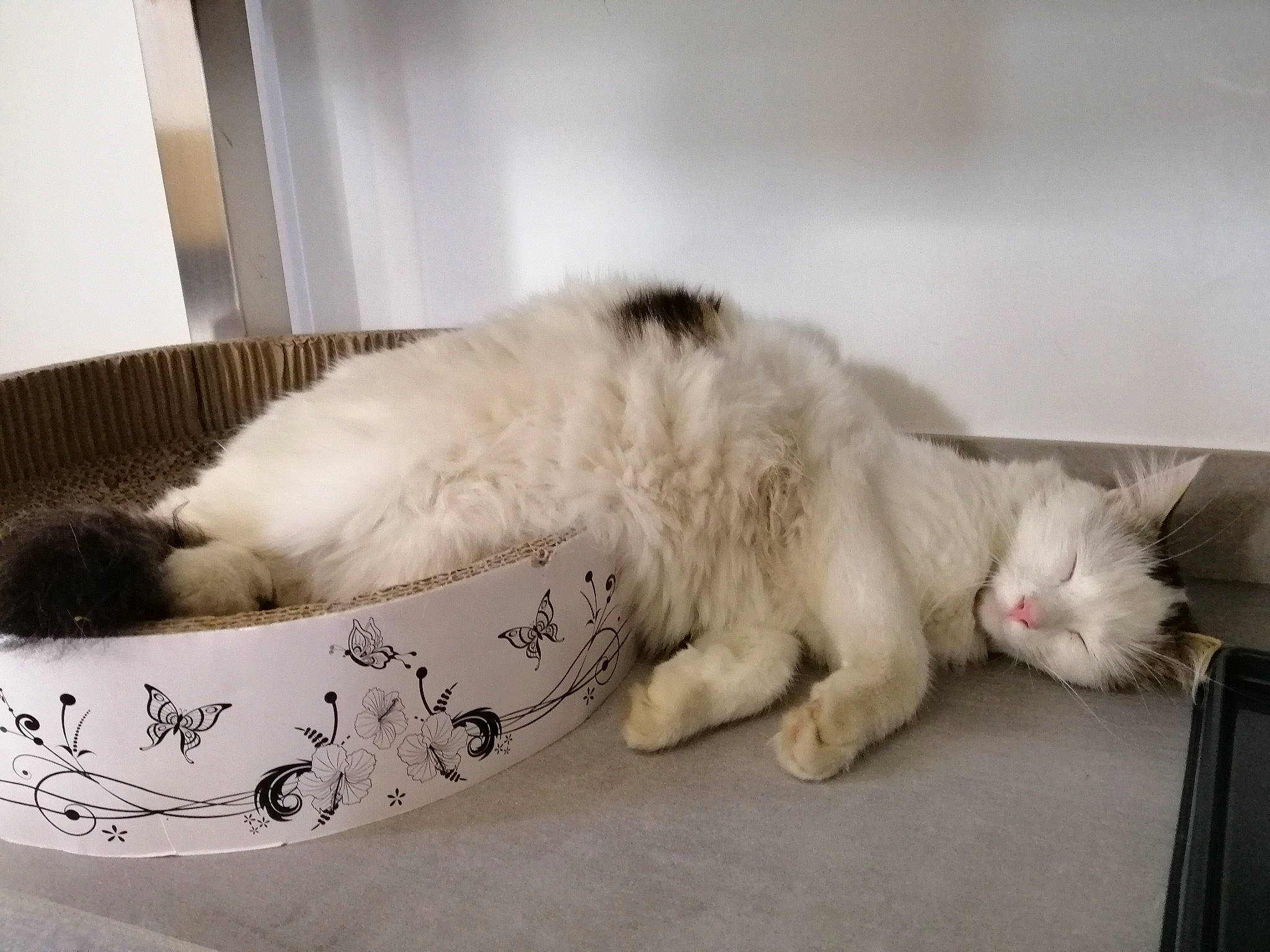 Plumo a rejoint le concours — aidez-le/la à gagner de superbes lots ! american_curl, carnivore, cat, domestic_long_haired_cat, felidae, fur, kitten, mammal, nap, norwegian_forest_cat, paw, persian, ragamuffin, ragdoll, sleep, small_to_medium_sized_cats, tail, turkish_angora, turkish_van, whiskers