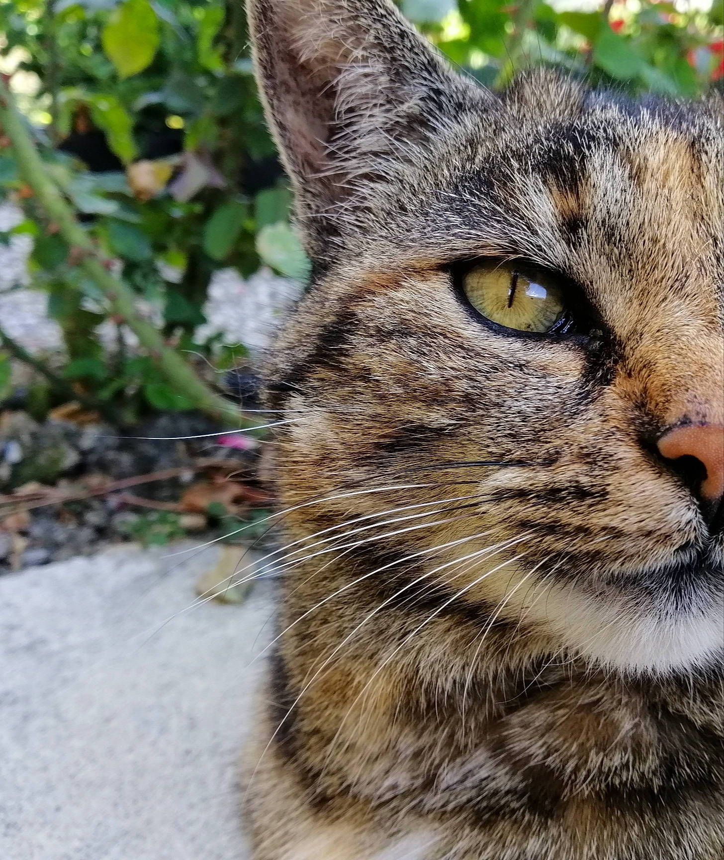 Praline participe au concours pour gagner de l'argent avec cette photo : aegean_cat, asian, carnivore, cat, close_up, domestic_short_haired_cat, dragon_li, european_shorthair, eye, felidae, fur, grass, mammal, nose, small_to_medium_sized_cats, snout, tabby_cat, whiskers, wild_cat, wildlife