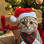 brown, cat, christmas_tree, cute, decorations, festive, green, holiday, indoor, lights, ornaments, pet, pinecones, red, santa_hat, scarf, seasonal, tabby_cat, warm, wrapped_gifts