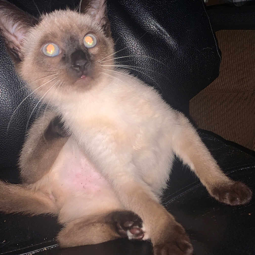 Ruby joined the competition — help win amazing prizes! animal, cat, kitten, pet, siamese