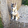 accessories, animal, canine, cat, dog, eskimodog, flagstone, fox, husky, kitfox, path, pebble, pet, plant, puppy, road, rock, slate, soil, walkway