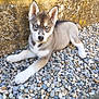 alloywheel, animal, canine, car, carwheel, dog, eskimodog, flagstone, gravel, husky, machine, path, pebble, pet, puppy, road, rock, rubble, slate, walkway