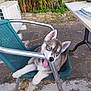 accessories, animal, canine, chair, dog, eskimodog, flagstone, furniture, grass, hound, husky, path, pet, plant, puppy, slate, soil, strap, table, walkway