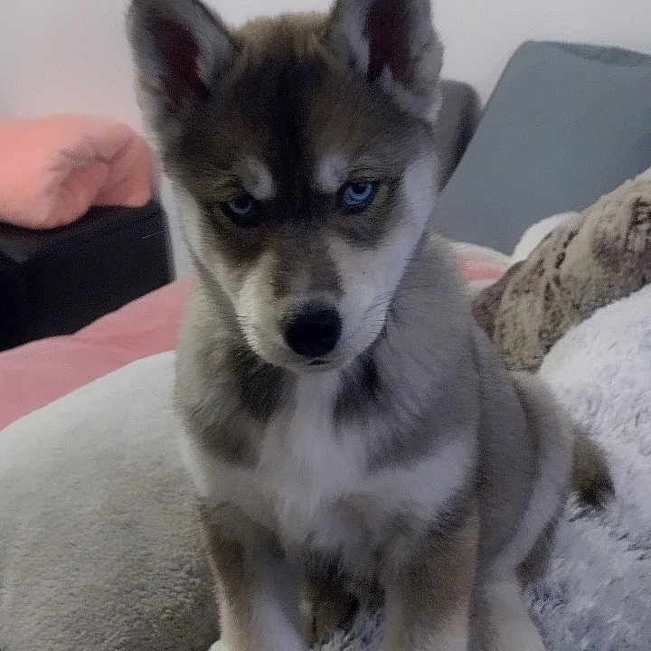 Bella participe au concours pour gagner de l'argent avec cette photo : animal, architecture, baby, building, canine, couch, cushion, dog, eskimodog, furniture, homedecor, hound, husky, indoors, livingroom, person, pet, puppy, room, whitedog