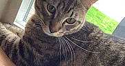 Mischief joined the competition — help win amazing prizes! cat, tabby, animal, pet, indoor, windowsill, fur, whiskers, green_grass, daylight, window, curious, striped, resting, closeup, mammal, cute, domestic_cat, looking, house
