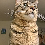 Mischief is registered to the contest to win money with this photo: cat, tabby, whiskers, indoor, pet, feline, closeup, curious, fur, portrait, animal, domestic, mammal, cute, face, eyes, ears, home, background, wall_art