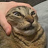 Mischief is registered to the contest to win money with this photo: cat, hand, animal, pet, funny_face, surprised, grumpy, feline, closeup, indoor, cozy, whiskers, eyes, mouth, fur, domestic_cat, cute, expression, human_hand, squished_face