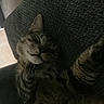Mischief joined the competition — help win amazing prizes! cat, tabby, sleeping, cozy, blanket, indoor, pet, feline, resting, cute, whiskers, paw, fur, relaxed, animal, domestic, comfort, nap, closeup, home