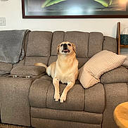 Maya is registered to the contest to win money with this photo: dog, sofa, pillow, blanket, living_room, table, drink, plant, tissue_box, recliner, wall_art, carpet, furniture, indoor, pet, cozy, relaxed, beige, wooden_table, home_decor