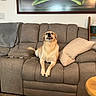 dog, sofa, pillow, blanket, living_room, table, drink, plant, tissue_box, recliner, wall_art, carpet, furniture, indoor, pet, cozy, relaxed, beige, wooden_table, home_decor