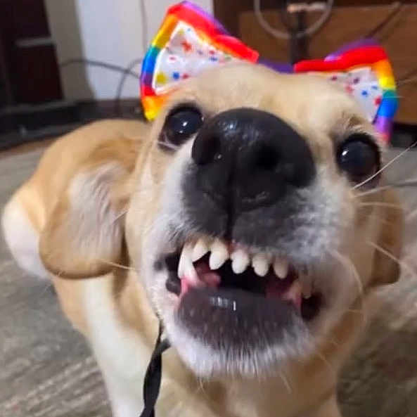Maya