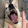 Maya joined the competition — help win amazing prizes! dog, pet, mouth_open, teeth, tongue, paw, couch, hand, indoor, playful, canine, fur, animal, closeup, expression, living_room, relaxed, interaction, domestic, friendly