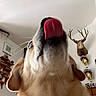 Maya is registered to the contest to win money with this photo: dog, tongue, close_up, indoor, pet, animal, mounted_deer_head, wall, shelf, decor, whiskers, fur, nose, ears, ceiling, lighting, home, room, portrait, expression