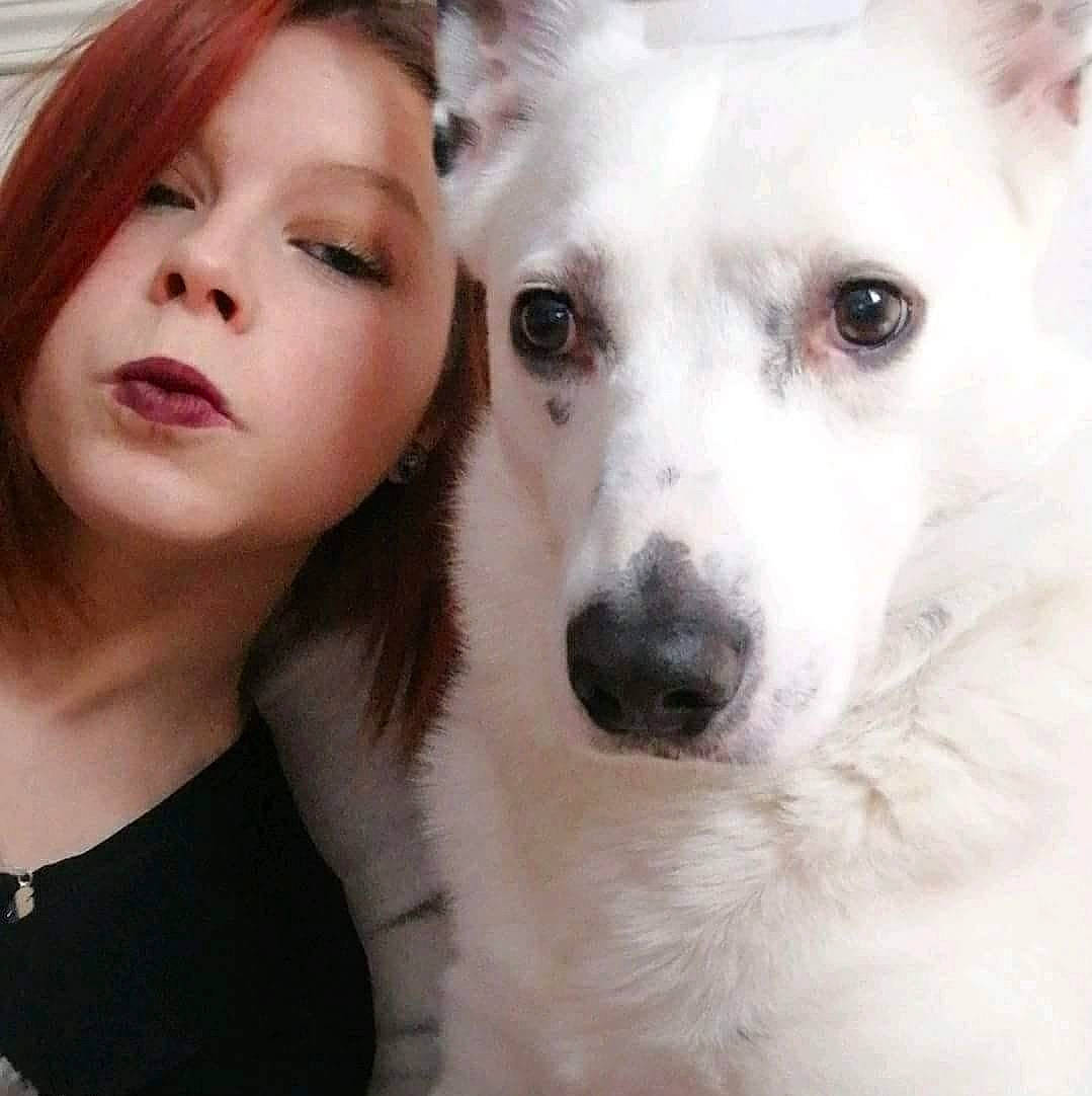 Indien participe au concours pour gagner de l'argent avec cette photo : american_eskimo_dog, berger_blanc_suisse, canaan_dog, canadian_eskimo_dog, companion_dog, dog, dog_breed, dog_breed_group, dog_like_mammal, ear, fur, nose, person, pungsan_dog, samoyed, snout, white_shepherd